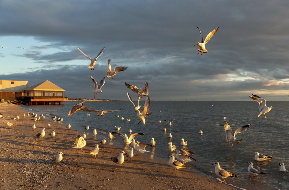 Фотографія Золотые чайки Азова / Нилла Шарафан / photographers.ua