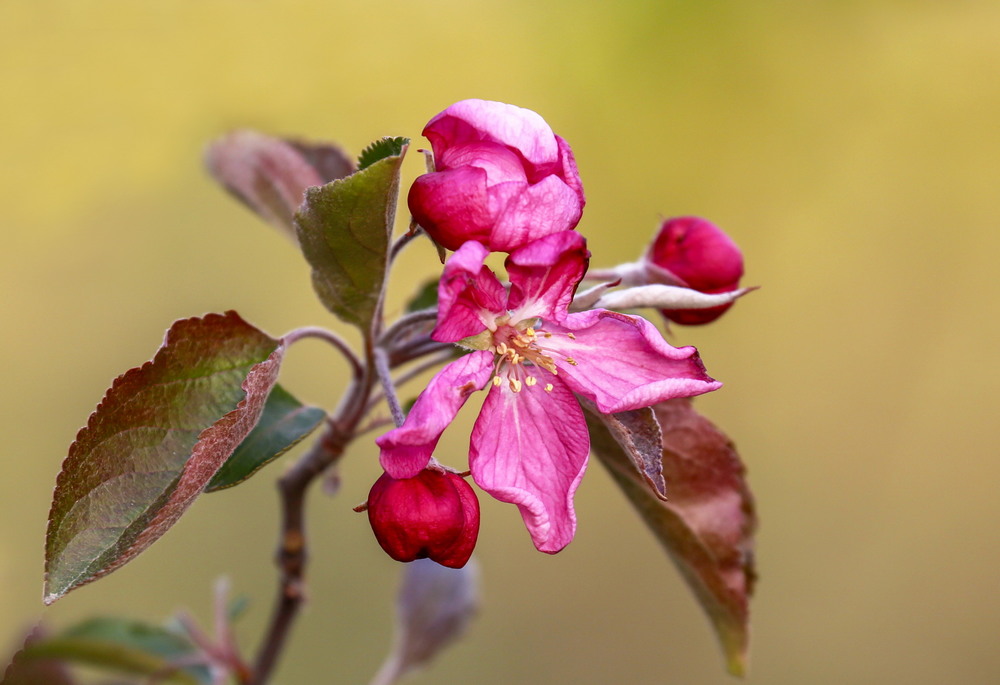 Фотографія Цвет райской яблони / Нилла Шарафан / photographers.ua