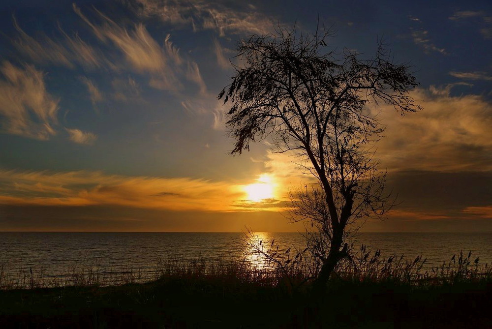 Фотографія Одинокое дерево на закате / Нилла Шарафан / photographers.ua