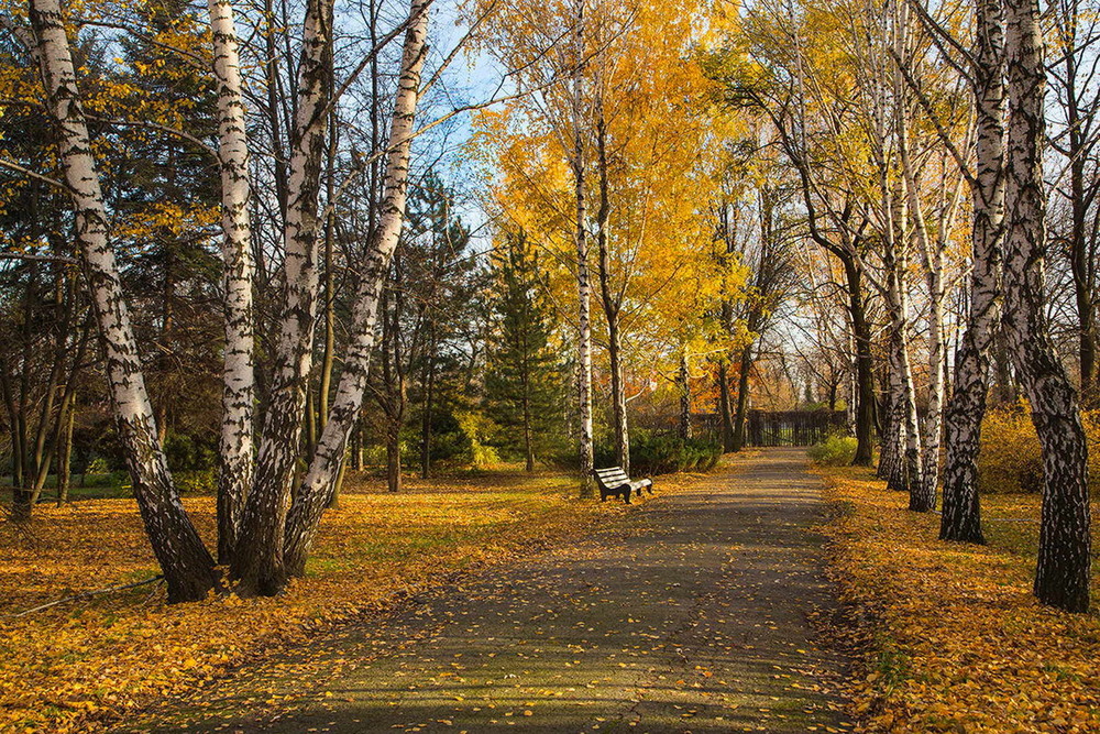 Фотографія Осень золотая бродит по дорожкам.. / Нилла Шарафан / photographers.ua