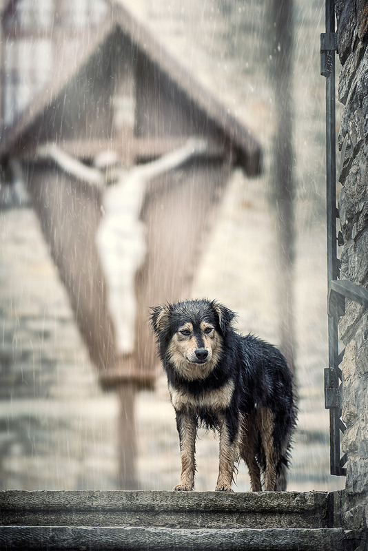Фотографія GOD&DOG / Yaroslava Gromova / photographers.ua