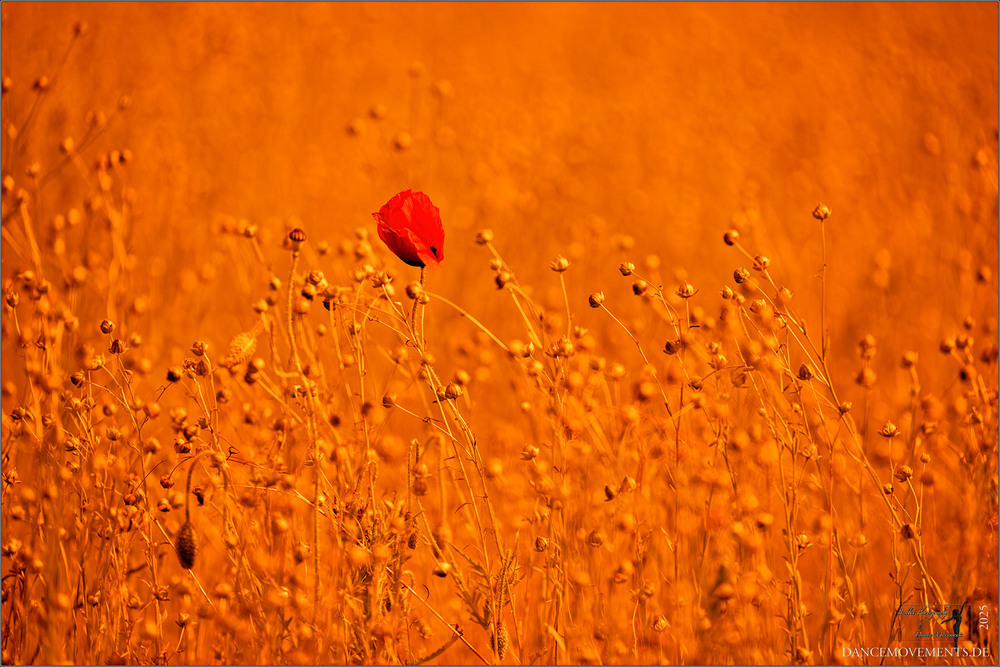 Фотографія Field with flower / klaus wegele / photographers.ua