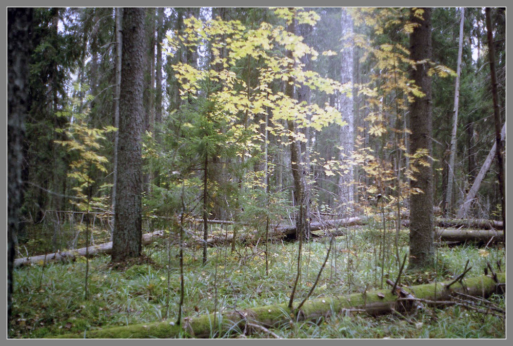 Фотографія Там ще стояв могутній ліс... / Георгій Погожий / photographers.ua