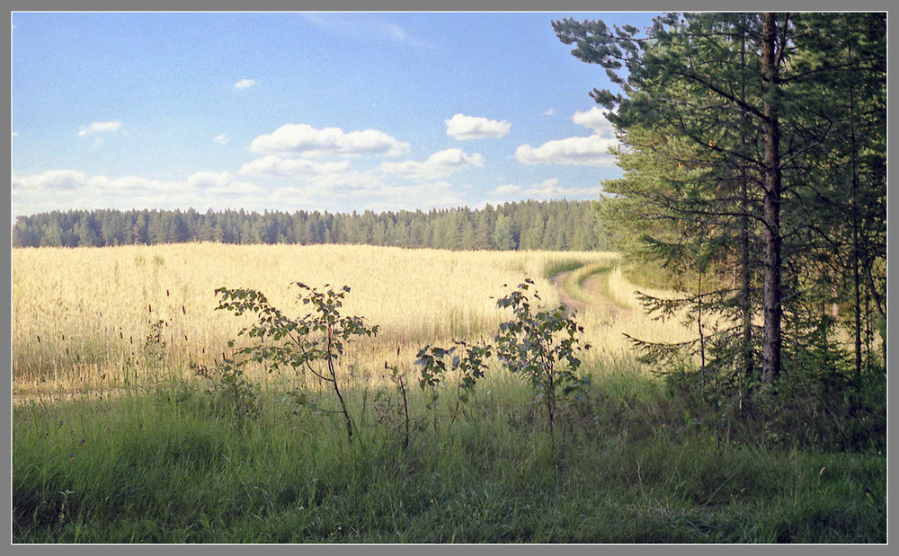 Фотографія Під лісом, краєм поля... / Георгій Погожий / photographers.ua