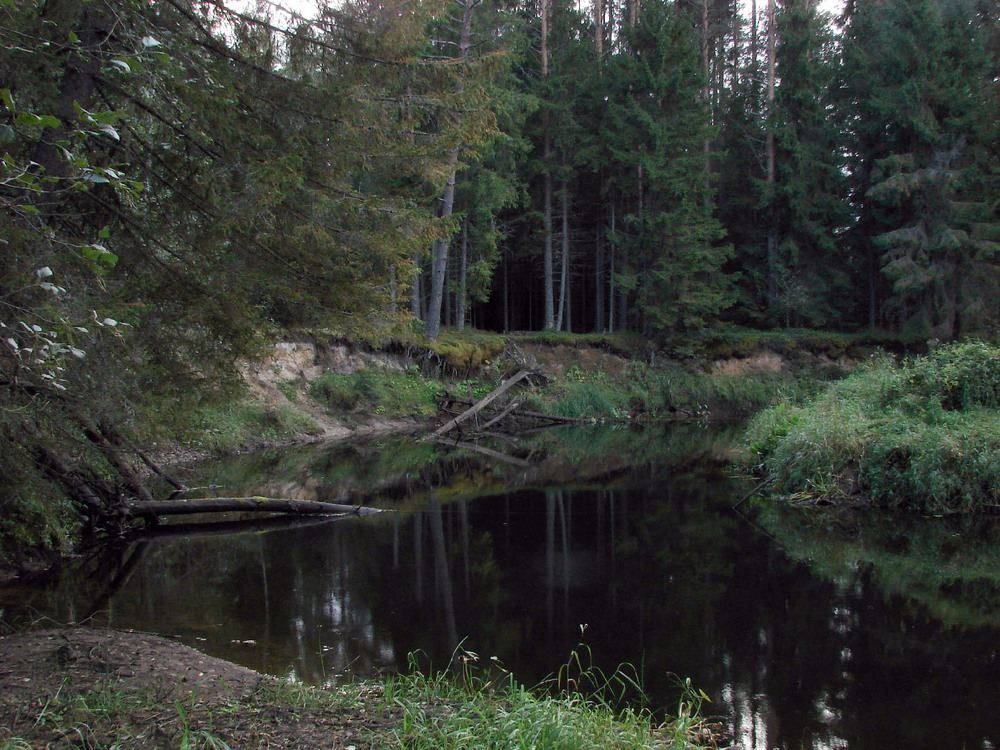 Фотографія Над річкою стіною ліс стояв... / Георгій Погожий / photographers.ua