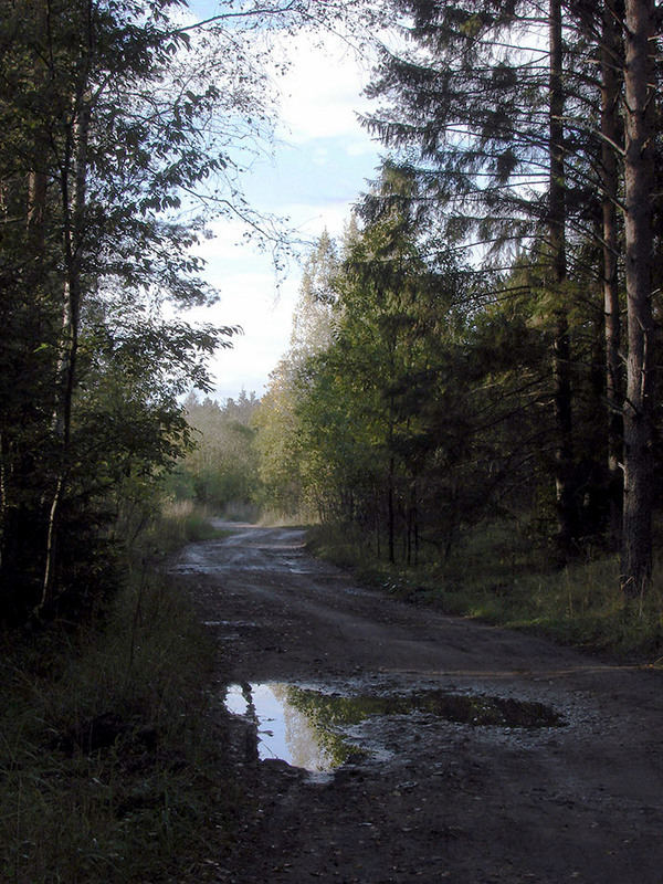 Фотографія Стара лісова дорога / Георгій Погожий / photographers.ua
