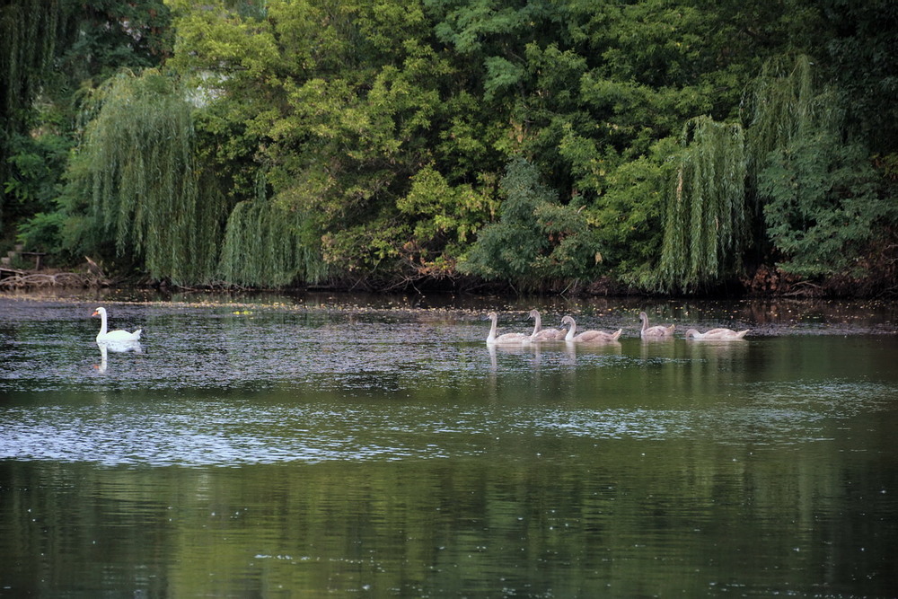 Фотографія Попід берегом пливуть лебеді... / Петряєва Тетяна / photographers.ua