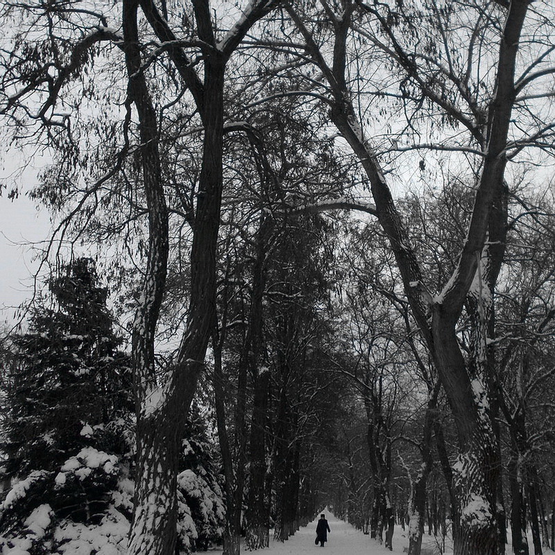 Фотографія Коли дерева були великими... :) / Петряєва Тетяна / photographers.ua