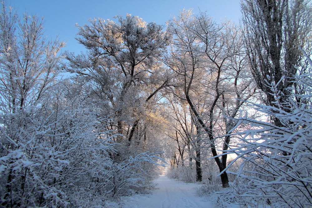 Фотографія Щаслива мить зими / Петряєва Тетяна / photographers.ua