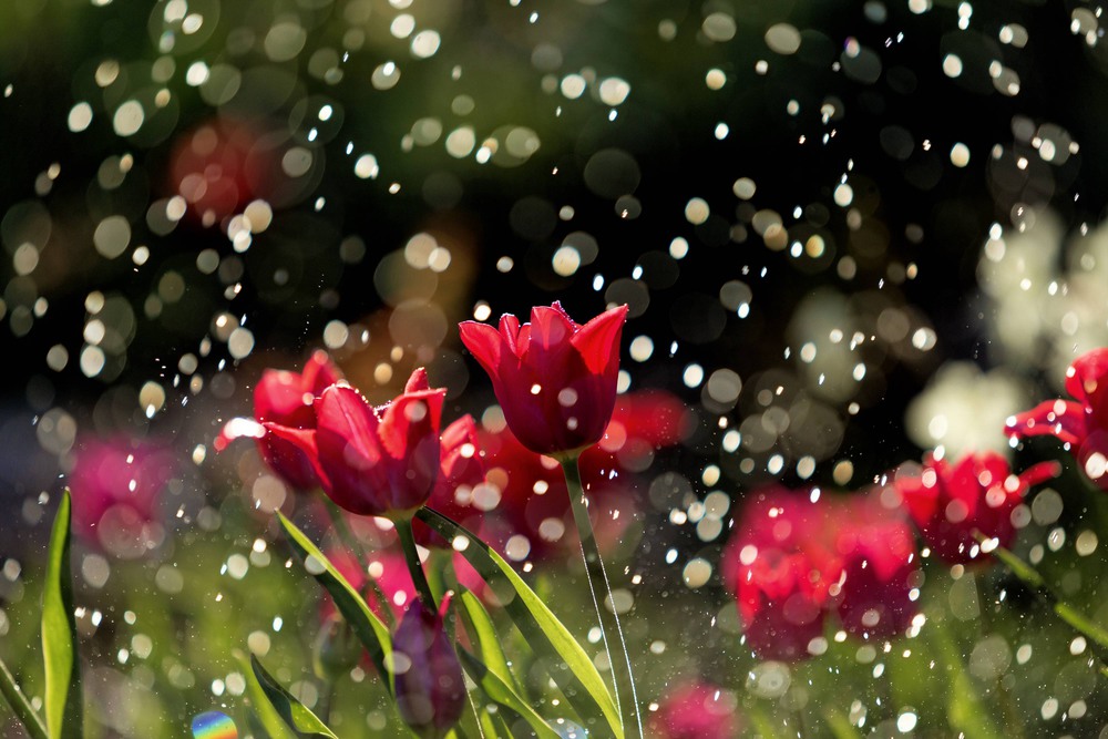 Фотографія тюльпаны под дождем / Паланичка Оксана Владимировна / photographers.ua