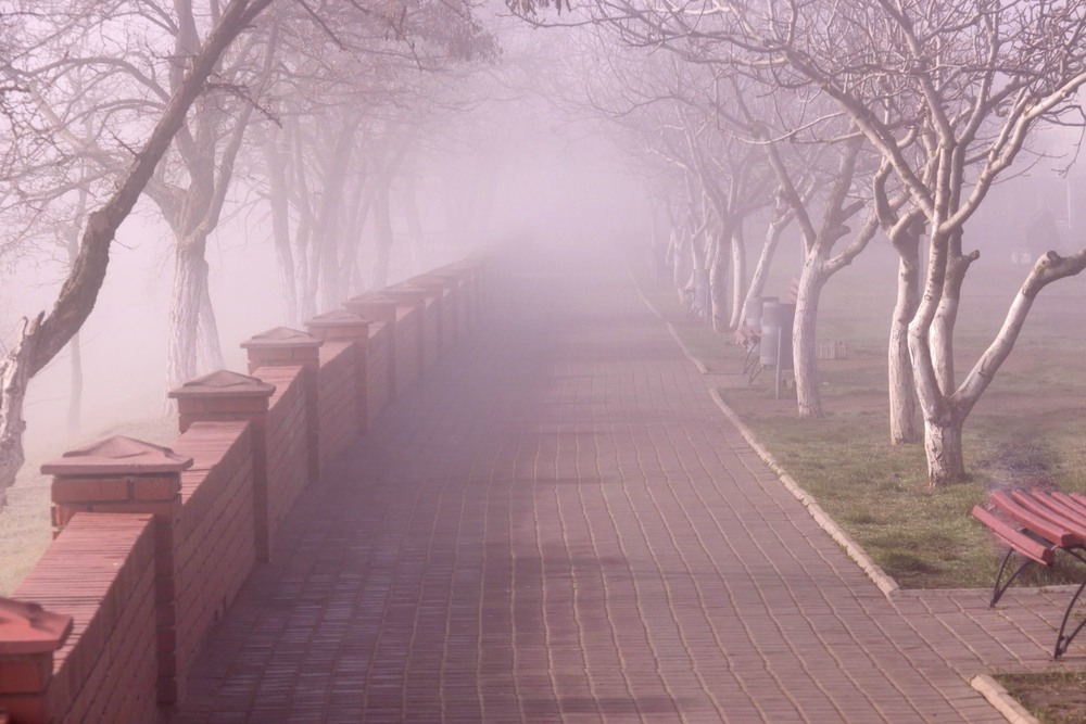 Фотографія туман в парке / Паланичка Оксана Владимировна / photographers.ua