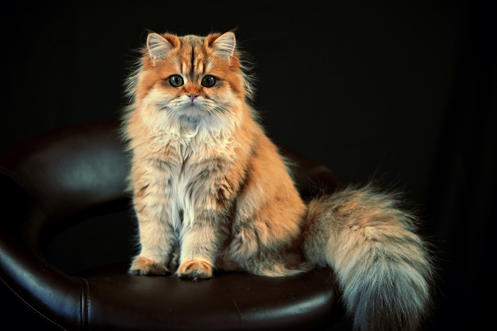 Фотографія Животные / Mary Michele / photographers.ua