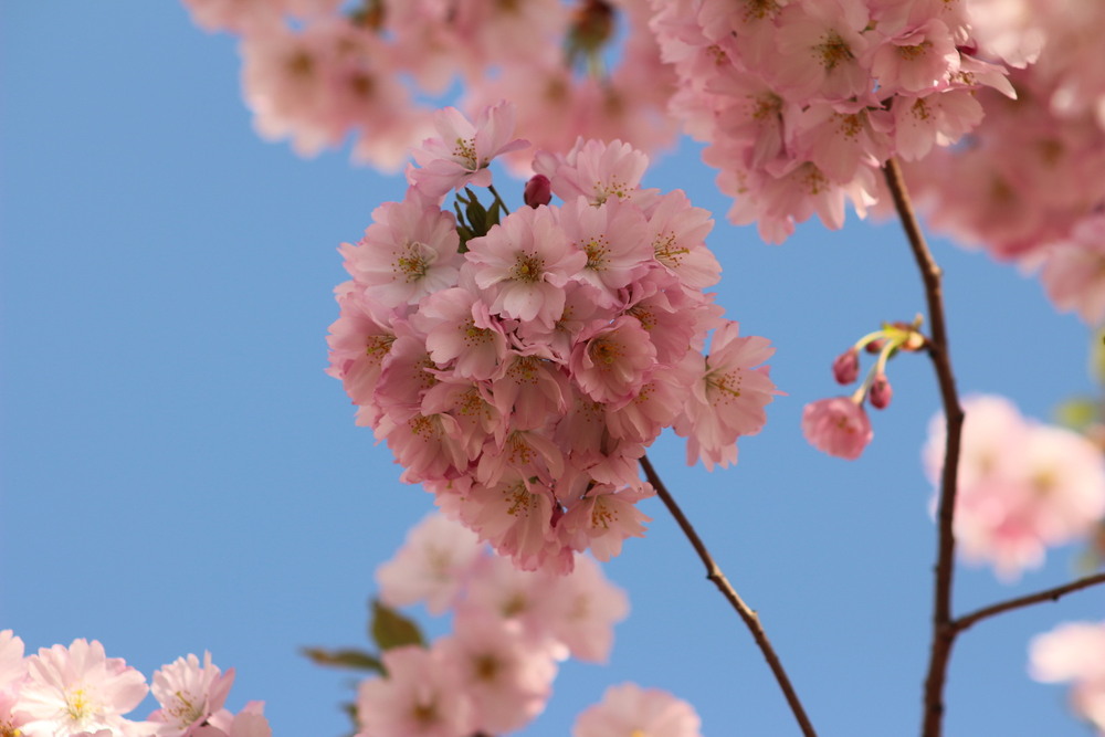 Фотографія сакура / Сергій Касьян / photographers.ua