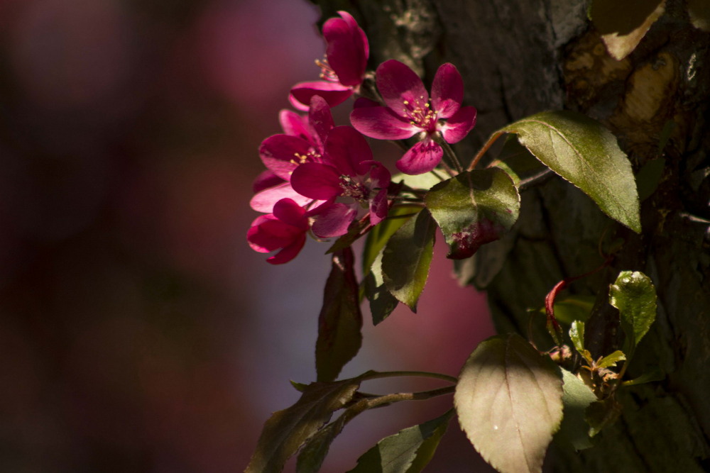 Фотографія яблуня цвіте / Сергій Касьян / photographers.ua