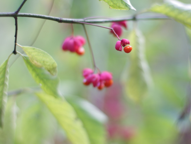 Фотографія жовтнева кнопка / Сергій Касьян / photographers.ua