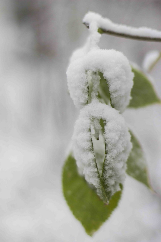 Фотографія перший сніг / Сергій Касьян / photographers.ua