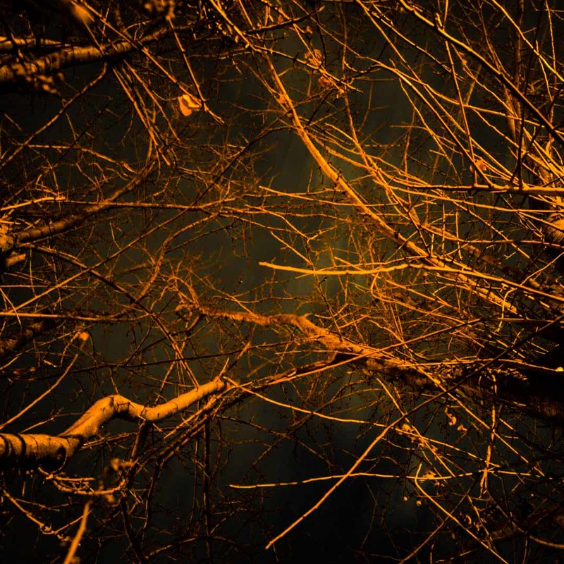 Фотографія Ночь в зимнем саду / Михаил Балов / photographers.ua