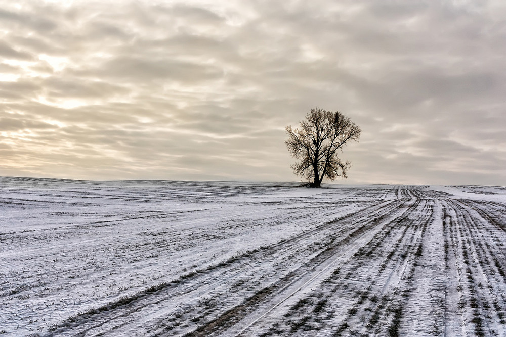 Фотографія Зимовий ранок / Бурлака Олег / photographers.ua