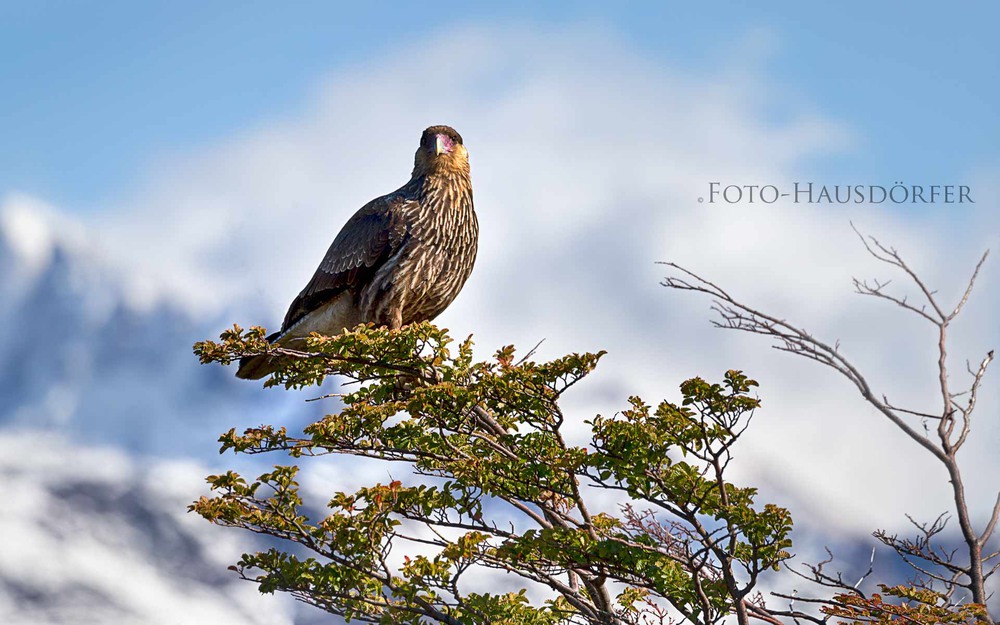 Фотографія хищная птица / Frank Hausdoerfer / photographers.ua