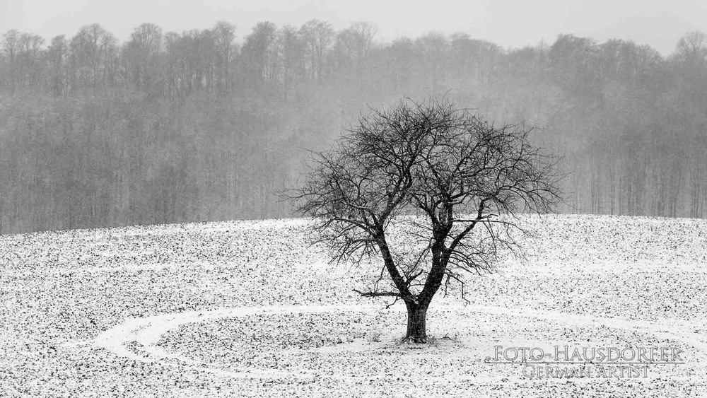 Фотографія Дерево одинокое / Frank Hausdoerfer / photographers.ua
