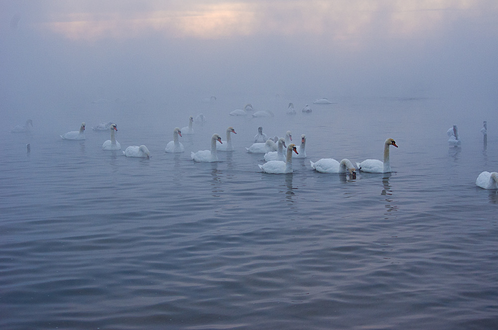 Фотографія Над водою туман... / Юрій Бригінець / photographers.ua