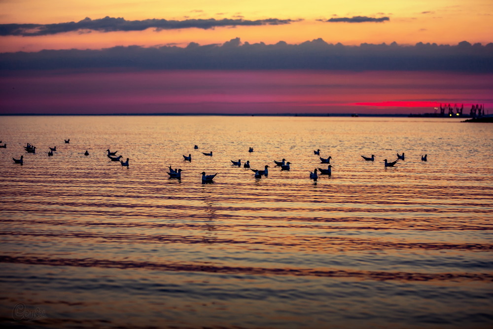 Фотографія Вечірня трапеза / Сенсей / photographers.ua