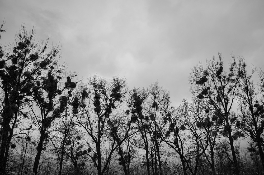 Фотографія омела паразитує на деревах / Tetiana Turchyn / photographers.ua