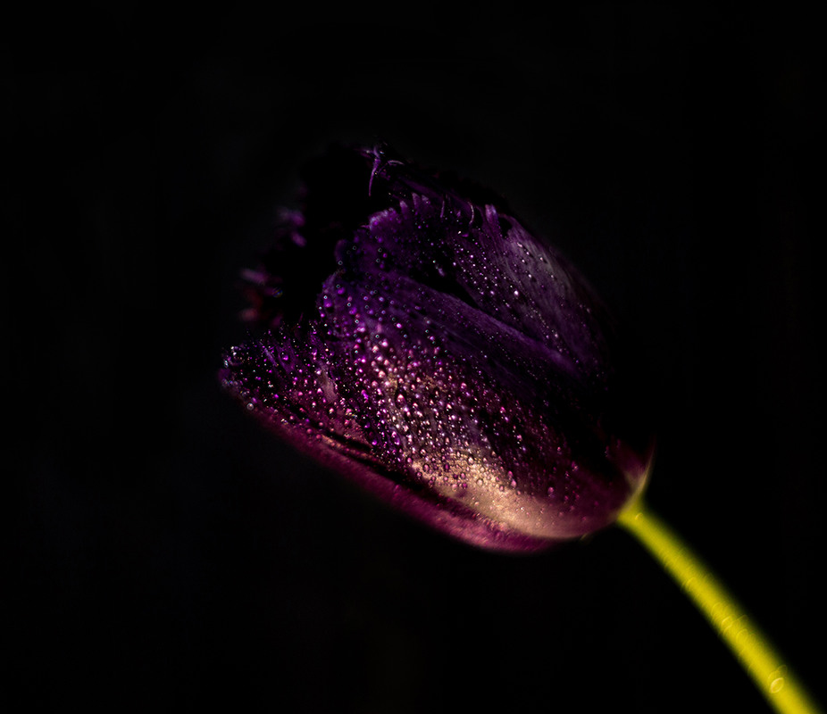 Фотографія mysterious tulip / Tetiana Turchyn / photographers.ua