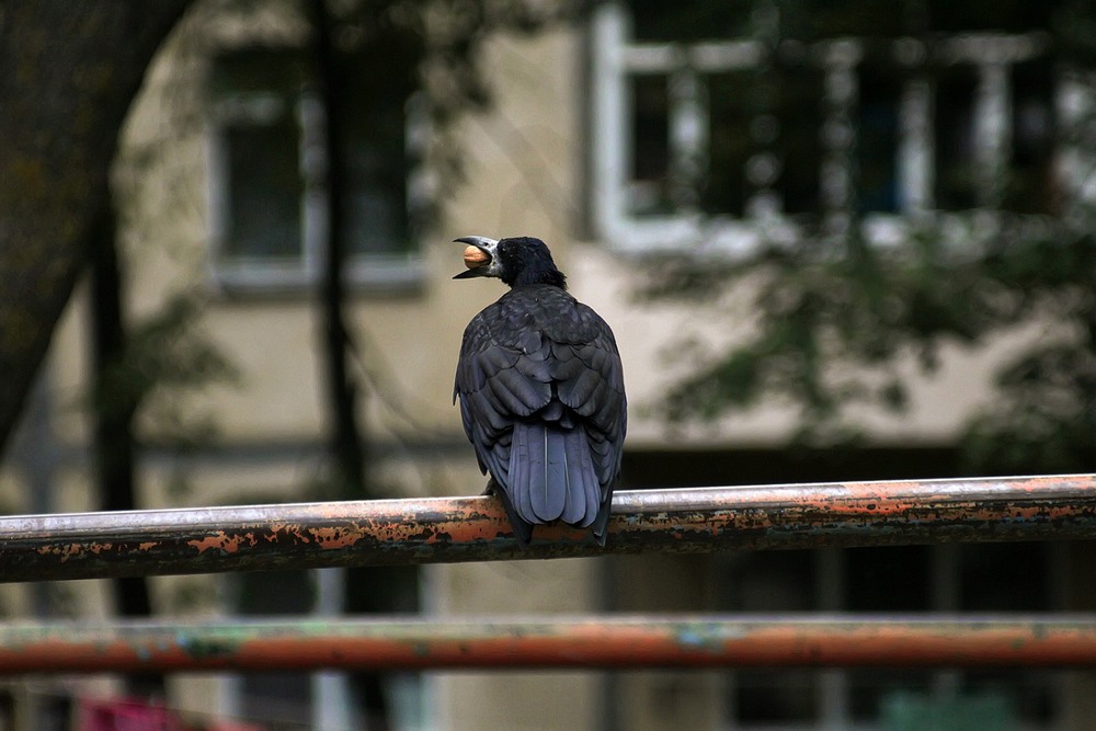 Фотографія Все свое...ношу с собой))) / Світлана Кравчук / photographers.ua