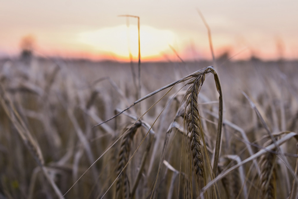 Фотографія Пшениця на заході сонця / Олег Роменский / photographers.ua