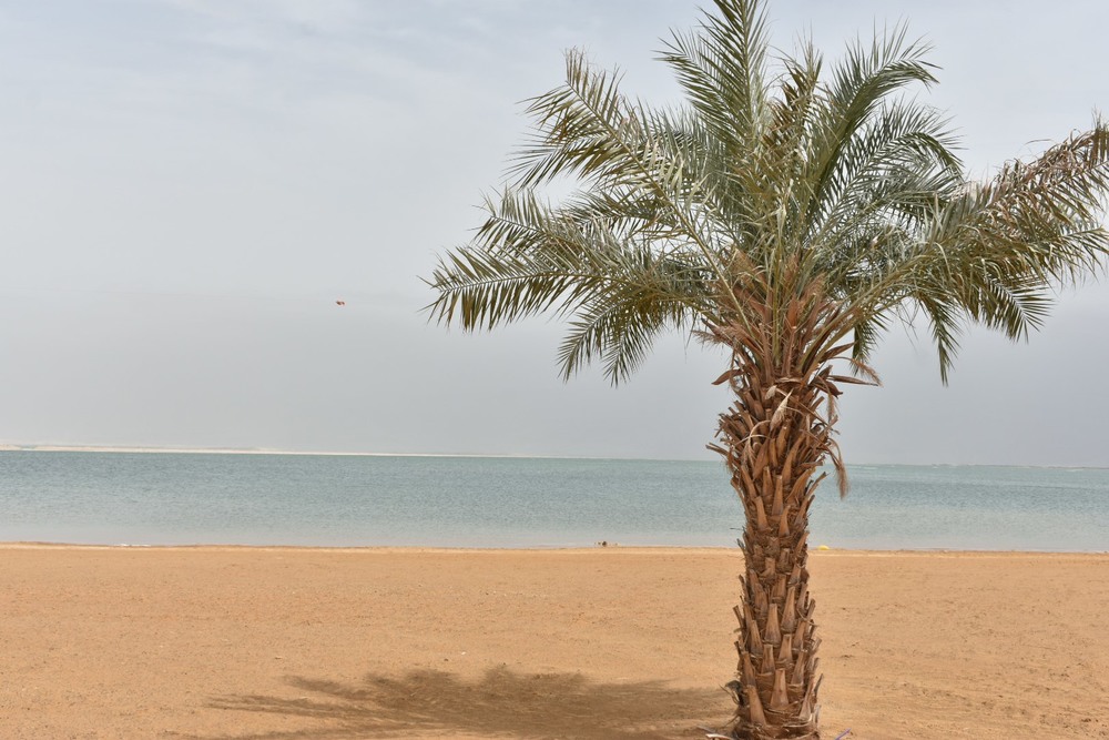 Фотографія Пальма на березі мертвого моря / Олег Роменский / photographers.ua