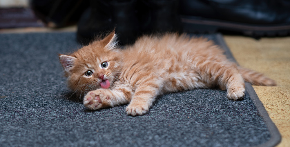 Фотографія ginger kitten / Сергей Малкомыч / photographers.ua