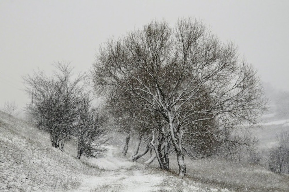 Фотографія білі мухи налетіли, все подвір'я стало білим / Lyudmila Redko / photographers.ua