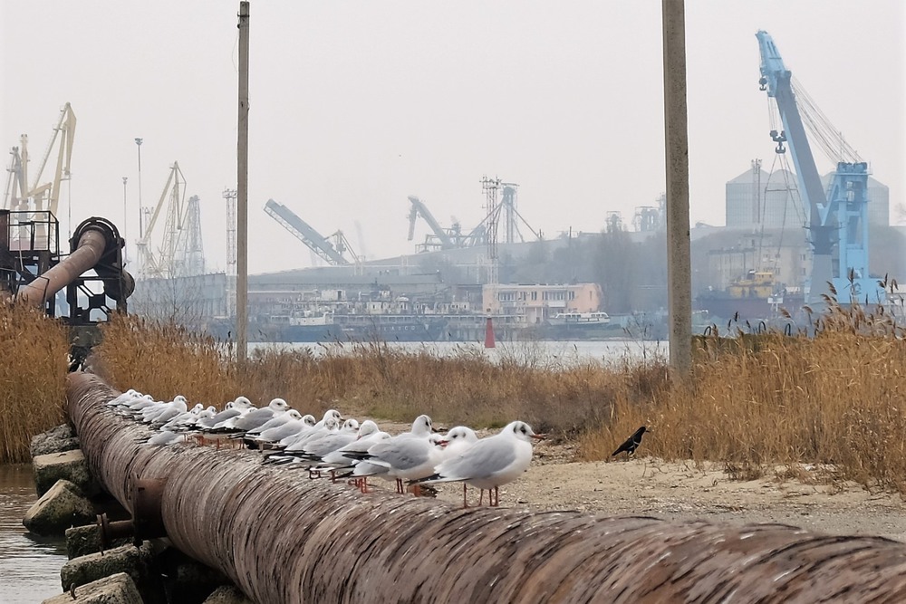 Фотографія *** / Андрей Попов / photographers.ua