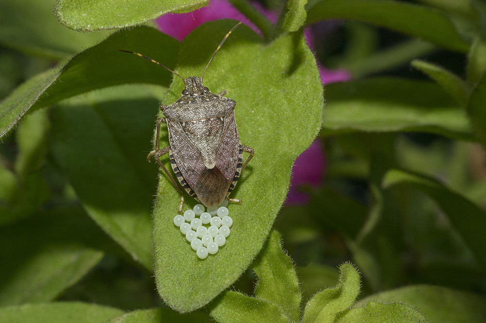 Фотографія Щитник ягодный / Андрей Попов / photographers.ua