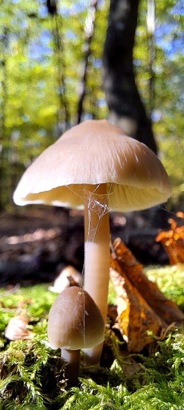 Фотографія *** / Alexzt / photographers.ua