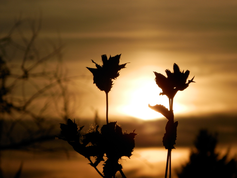Фотографія Захід Сонця , завжди краса. / Alexzt / photographers.ua
