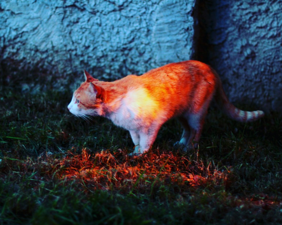 Фотографія Saint cat / Pablo / photographers.ua
