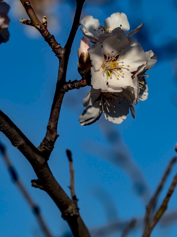 Фотографія Крим. Весна / Alec Golibroda / photographers.ua