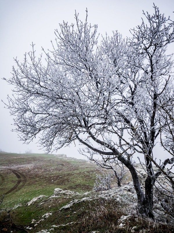 Фотографія Зимові дерева / Alec Golibroda / photographers.ua