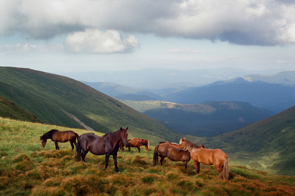 Фотографія Гуцульські коні біля підніжжя Говерли / Володимир Дубас / photographers.ua