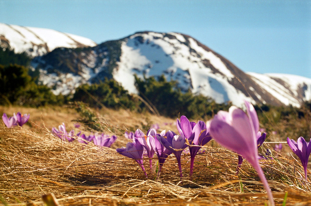 Фотографія Весняні квіти гір / Володимир Дубас / photographers.ua