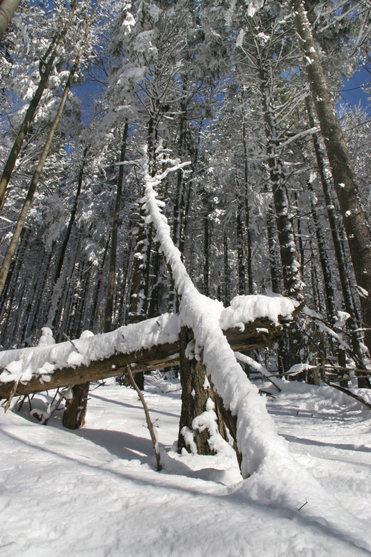 Фотографія Зимовий ліс / Володимир Дубас / photographers.ua