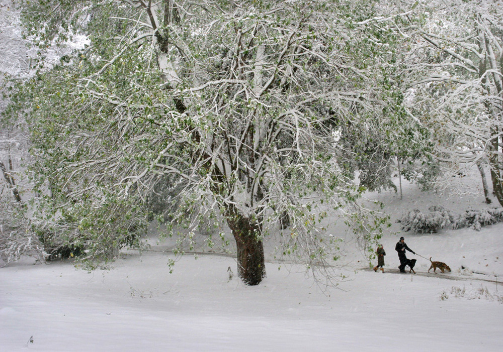 Фотографія Білий сніг на зеленлму листі / Володимир Дубас / photographers.ua