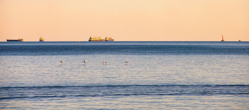 Фотографія морские лебеди ) / Garda / photographers.ua