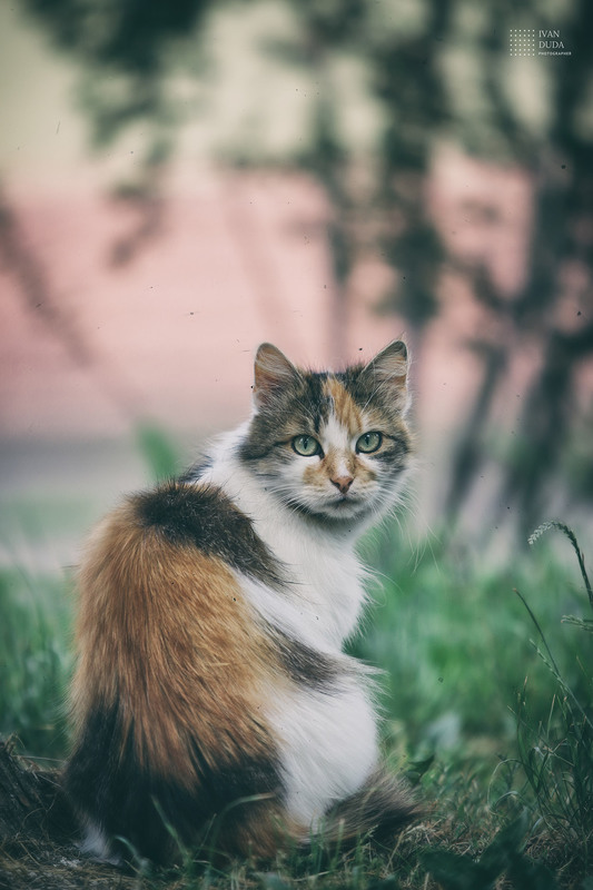 Фотографія Утро 15.06.18 / Иван Дуда / photographers.ua