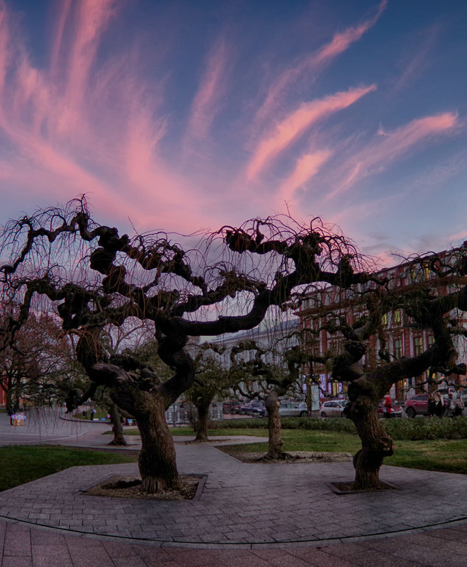 Фотографія Причудливые деревья на закате / Николай К. / photographers.ua