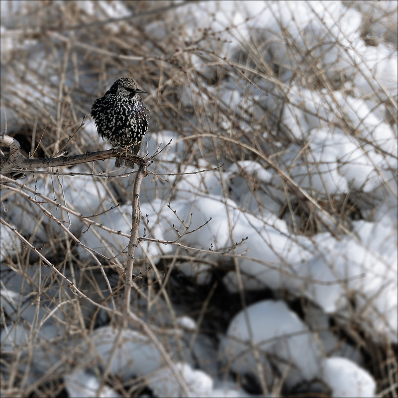 Фотографія птичка. / Геннадий Филиппов / photographers.ua