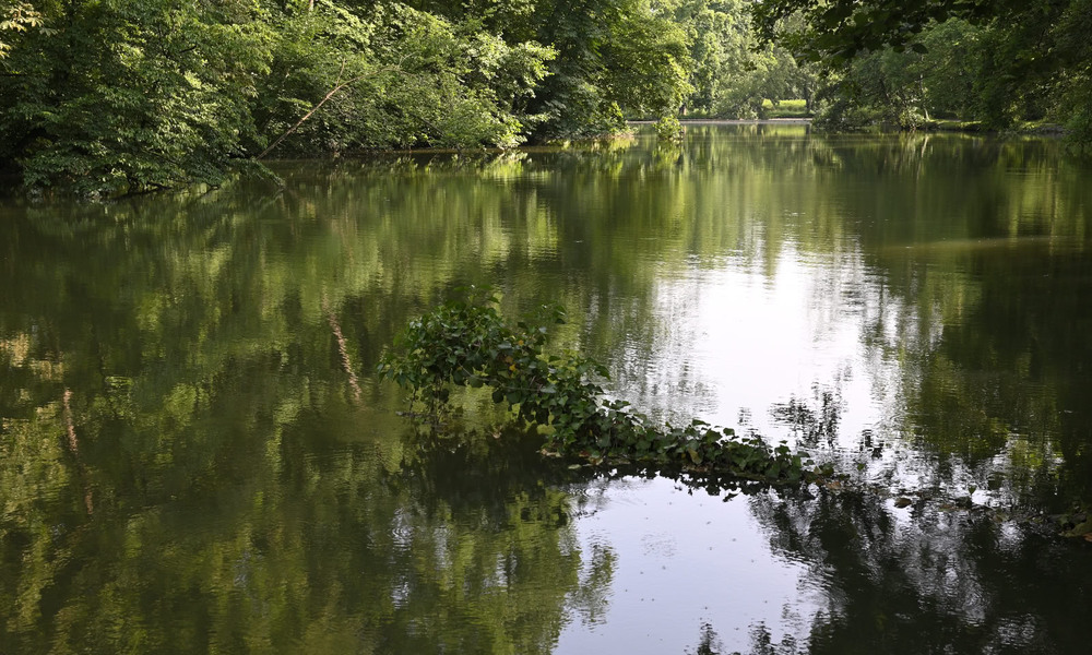 Фотографія Der Spiegel des Waldes / Стельян Гаргала / photographers.ua