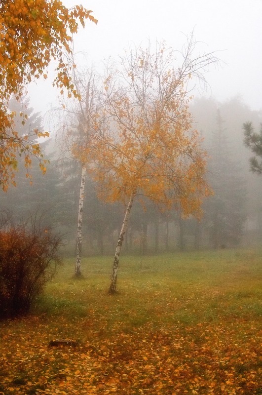Фотографія Туманным осенним утром / Стельян Гаргала / photographers.ua